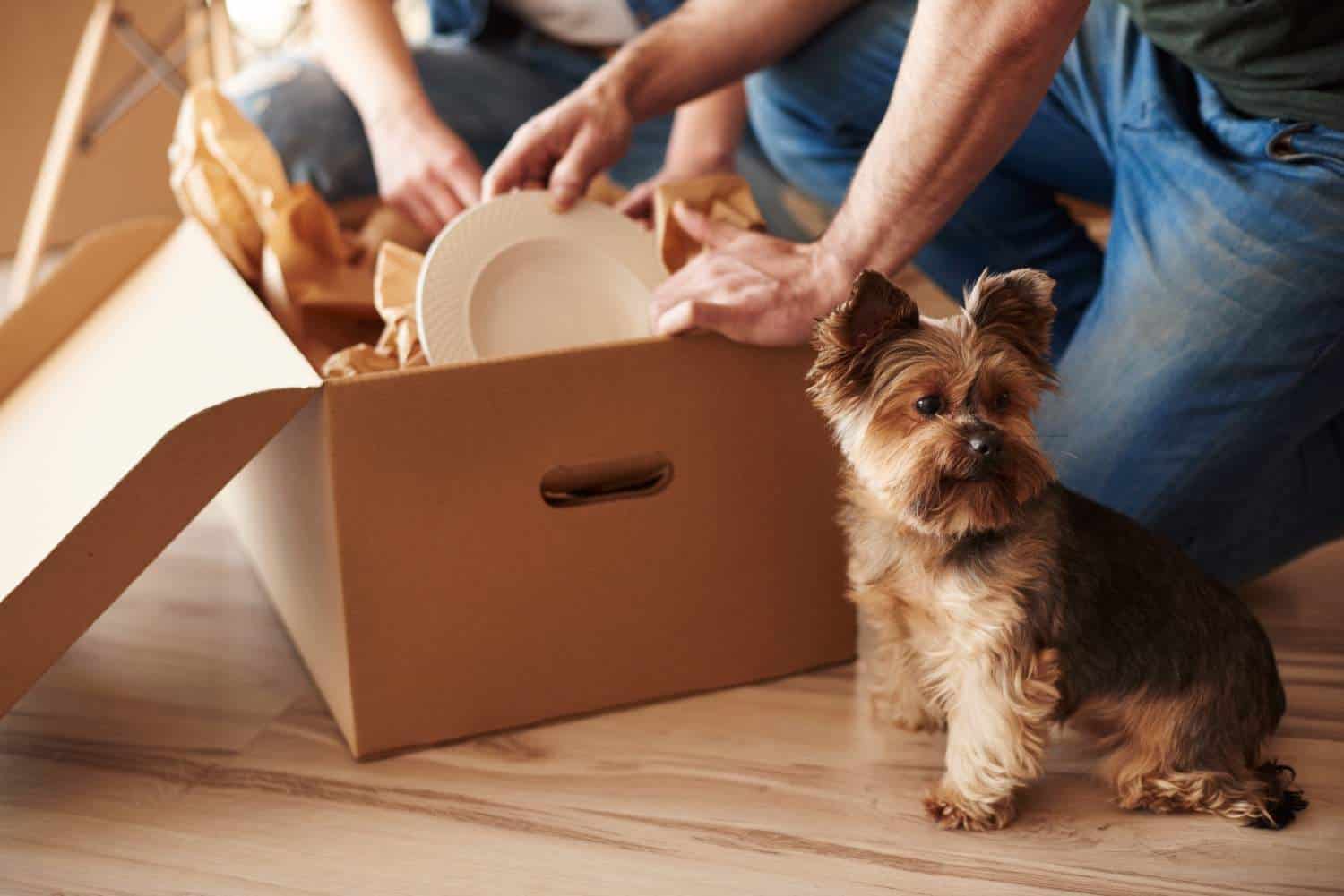 Moving With Pets: Tips to Keep Them Calm and Safe